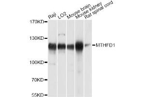 Western blot analysis of extracts of various cell lines, using MTHFD1 antibody. (MTHFD1 anticorps)