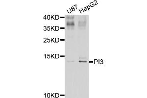 Western blot analysis of extracts of various cell lines, using PI3 antibody (ABIN5974984) at 1/1000 dilution. (PI3 anticorps)