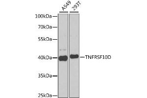 Western blot analysis of extracts of various cell lines, using TNFRSF10D antibody. (DcR2 anticorps)