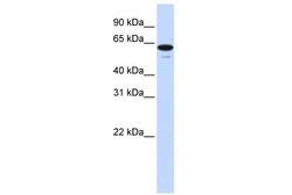 ZNF655 anticorps  (C-Term)