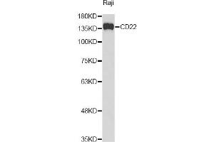 Western blot analysis of extracts of Raji cells, using CD22 Antibody (ABIN3213588) at 1/1000 dilution. (CD22 anticorps)