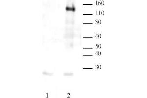 LexA DNA-binding Domain pAb tested by Western blot. (LexA (DNA Binding Domain) anticorps)