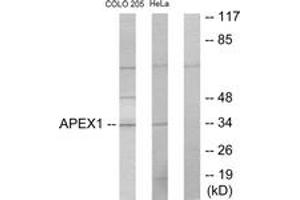 Western Blotting (WB) image for anti-Apurinic/Apyrimidinic Endonuclease 1 (APEX1) (AA 191-240) antibody (ABIN2889441) (APEX1 anticorps  (AA 191-240))