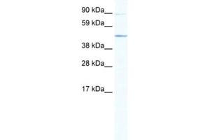 Western Blotting (WB) image for anti-ECSIT (ECSIT) antibody (ABIN2461484) (ECSIT anticorps)