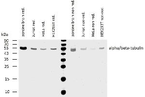 Western blotting analysis of human alpha/beta-tubulin using mouse monoclonal antibody TU-08 on lysates of various cell lines and porcine brain under reducing and non-reducing conditions. (Alpha, beta-Tubulin Dimer anticorps)