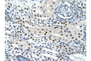 Semenogelin I antibody was used for immunohistochemistry at a concentration of 4-8 ug/ml to stain Epithelial cells of renal tubule (arrows) in Human Kidney. (SEMG1 anticorps  (N-Term))