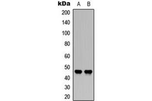 Western blot analysis of CD142 (pS290) expression in human kidney (A), human brain (B) whole cell lysates. (Tissue factor anticorps  (C-Term, pSer290))