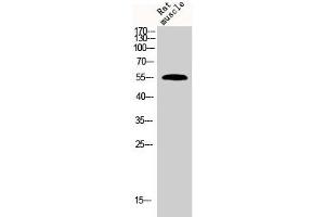 Western Blot analysis of rat-musle cells using BMP-7 Polyclonal Antibody (BMP7 anticorps  (Internal Region))