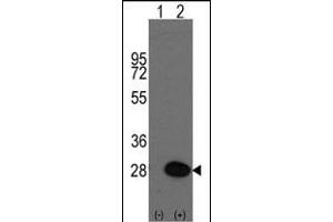 Western blot analysis of HSPB1(arrow) using rabbit polyclonal HSPB1 Antibody (S83) (ABIN391296 and ABIN2841333). (HSP27 anticorps  (AA 61-90))