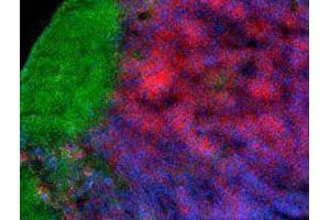 Immunofluorescence (IF) image for anti-CD4 (CD4) antibody (Alexa Fluor 647) (ABIN2657782) (CD4 anticorps  (Alexa Fluor 647))