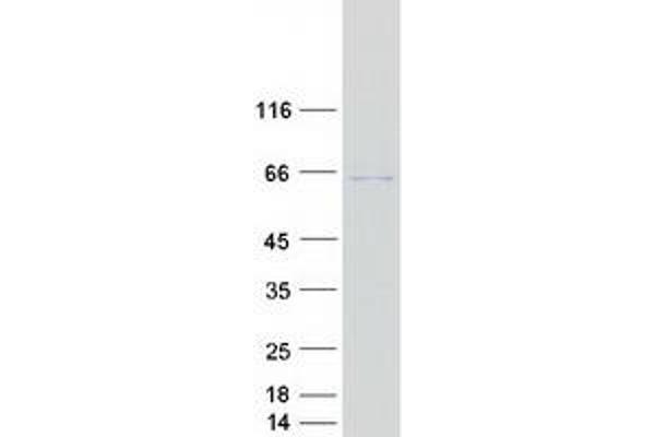 GLMN Protein (Myc-DYKDDDDK Tag)