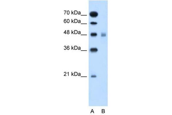 SLC17A4 anticorps