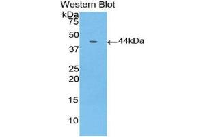 Western Blotting (WB) image for anti-Gastrointestinal Cancer Antigen CA19-9 (CA 19-9) (AA 35-361) antibody (Biotin) (ABIN1172465) (CA 19-9 anticorps  (AA 35-361) (Biotin))