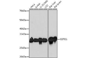 Western blot analysis of extracts of various cell lines, using GSTO1 Rabbit mAb (ABIN1679548, ABIN7101718, ABIN7101719 and ABIN7101720) at 1:1000 dilution. (GSTO1 anticorps)