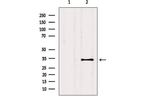 CEACAM19 anticorps  (Internal Region)