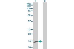 Western Blot analysis of IL15 expression in transfected 293T cell line by IL15 MaxPab polyclonal antibody. (IL-15 anticorps  (AA 1-162))