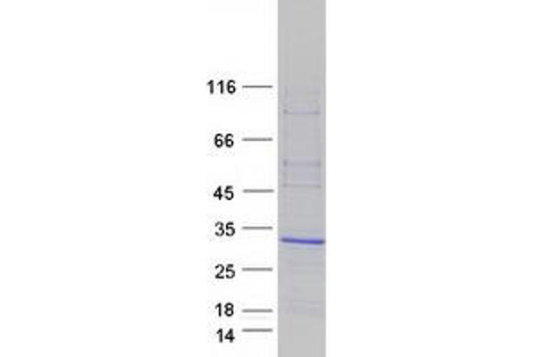 ARL4C Protein (Myc-DYKDDDDK Tag)