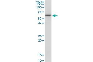 Western Blotting (WB) image for anti-Chaperonin Containing TCP1, Subunit 7 (Eta) (CCT7) (AA 425-528) antibody (ABIN564614)