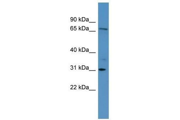 RGL3 anticorps  (Middle Region)