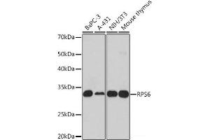 Western blot analysis of extracts of various cell lines using RPS6 Polyclonal Antibody at dilution of 1:1000. (RPS6 anticorps)