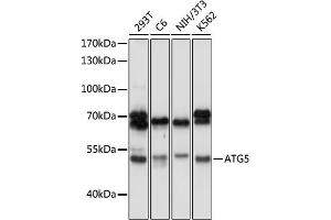 Western blot analysis of extracts of various cell lines, using  antibody (ABIN6131192, ABIN6137264, ABIN6137265 and ABIN6215207) at 1:1000 dilution. (ATG5 anticorps  (AA 28-275))