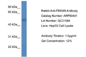 Western Blotting (WB) image for anti-F-Box and WD Repeat Domain Containing 9 (FBXW9) (C-Term) antibody (ABIN786168) (FBXW9 anticorps  (C-Term))