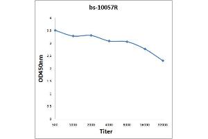 Antigen: 2 µg/100 µL  Primary: Antiserum, 1:500, 1:1000, 1:2000, 1:4000, 1:8000, 1:16000, 1:32000;  Secondary: HRP conjugated Rabbit Anti-Goat IgG at 1: 5000;  TMB staining Read the data in Microplate Reader by 450nm. (Capsid Protein (AA 133-233) anticorps)