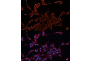 Immunofluorescence analysis of NIH/3T3 cells using DN antibody  at dilution of 1:100. (DNAJA1 anticorps  (AA 178-397))