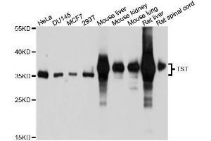 Western blot analysis of extracts of various cell lines, using TST antibody. (TST anticorps  (AA 1-297))