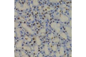 Immunohistochemistry (Paraffin-embedded Sections) (IHC (p)) image for anti-Glyceraldehyde-3-Phosphate Dehydrogenase (GAPDH) (AA 1-335) antibody (ABIN3020538)