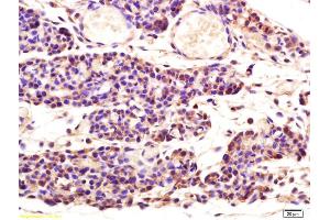 Formalin-fixed and paraffin embedded mouse embryo labeled with Rabbit Anti Aspartate Aminotransferase Polyclonal Antibody, Unconjugated (ABIN752008) at 1:200 followed by conjugation to the secondary antibody and DAB staining (GOT1 anticorps  (AA 301-400))