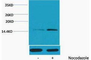 Western Blotting (WB) image for anti-Histone H4 (pSer1) antibody (ABIN3178799) (Histone H4 anticorps  (pSer1))