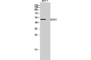 Western Blot analysis of MCF-7 cells using KCNG3 Polyclonal Antibody. (KCNG3 anticorps  (AA 160-240))