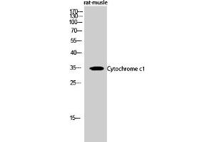 Western Blot analysis of rat-musle cells using Cytochrome c1 Polyclonal Antibody diluted at 1:500. (Cytochrome C1 anticorps  (AA 110-190))