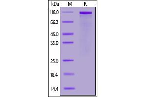 Biotinylated Human FGL1 (64-312), Avitag,Fc Tag on  under reducing (R) condition. (FGL1 Protein (AA 64-312) (AVI tag,Fc Tag,Biotin))