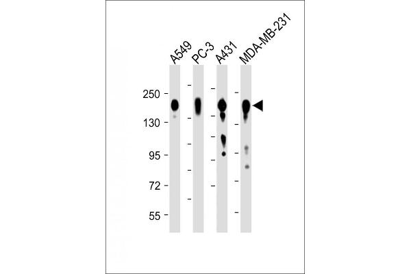 EGFR anticorps  (C-Term)