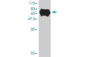 Western Blot detection against Immunogen (64. (TCEA3 anticorps  (AA 1-348))