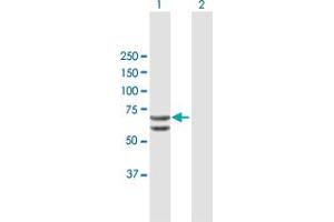 Western Blot analysis of RUNX2 expression in transfected 293T cell line by RUNX2 MaxPab polyclonal antibody. (RUNX2 anticorps  (AA 1-507))