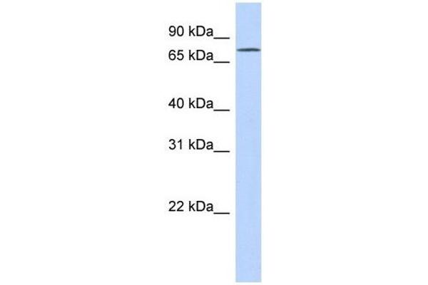 EXD3 anticorps  (N-Term)