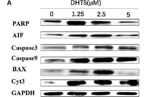 Western Blotting (WB) image for anti-BCL2-Associated X Protein (BAX) (AA 1-100) antibody (ABIN3020683)