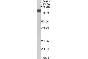 ABIN184659 (0. (Cortactin anticorps  (N-Term))