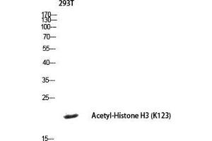 Western Blot (WB) analysis of 293T lysis using histone3 antibody. (Histone 3 anticorps  (acLys123))