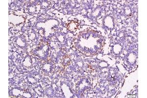 Formalin-fixed and paraffin embedded mouse embryo labeled with Anti-Apolipoprotein A V Polyclonal Antibody, Unconjugated at 1:200 followed by conjugation to the secondary antibody and DAB staining. (APOA5 anticorps)