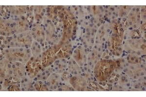Immunohistochemistry of paraffin-embedded mouse kidney using GAPDH antibody at dilution of 1:50 (GAPDH anticorps)