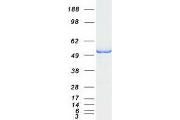 WIPF1 Protein (Transcript Variant 1) (Myc-DYKDDDDK Tag)