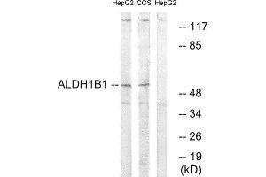 Western Blotting (WB) image for anti-Aldehyde Dehydrogenase 1 Family, Member B1 (ALDH1B1) (Internal Region) antibody (ABIN1850717) (ALDH1B1 anticorps  (Internal Region))