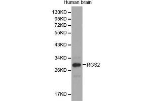 Western Blotting (WB) image for anti-Regulator of G-Protein Signaling 2 (RGS2) (AA 1-211) antibody (ABIN3022561) (RGS2 anticorps  (AA 1-211))