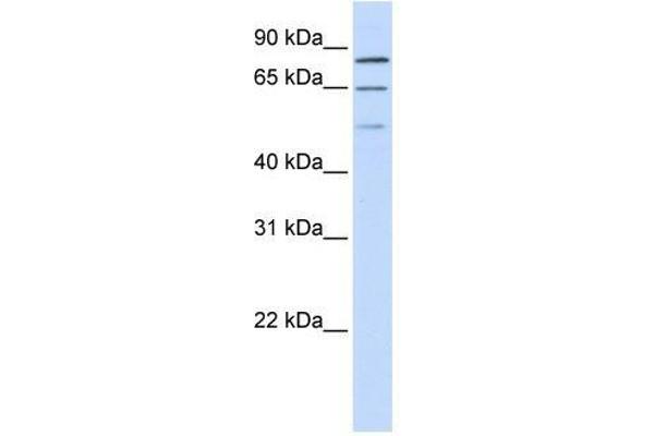 ZNF699 anticorps  (N-Term)