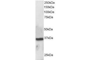 Image no. 2 for anti-Apurinic/Apyrimidinic Endonuclease 1 (APEX1) (N-Term) antibody (ABIN374178) (APEX1 anticorps  (N-Term))