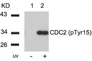 Western blot analysis of extracts from Hela cells untreated(lane 1) or treated with UV(lane 2) using CDC2(Phospho-Tyr15) Antibody. (CDK1 anticorps  (pTyr15))